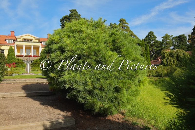 Pinus strobus ‘Radiata’