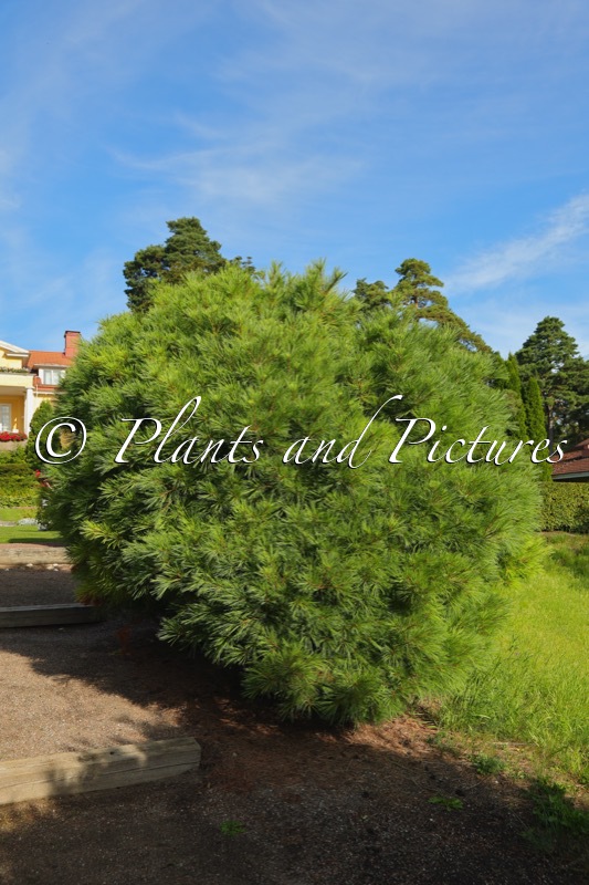 Pinus strobus ‘Radiata’