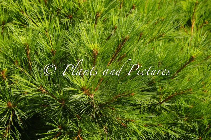 Pinus strobus ‘Radiata’
