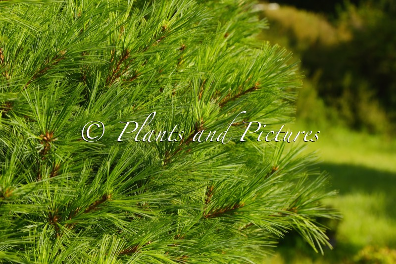 Pinus strobus ‘Radiata’