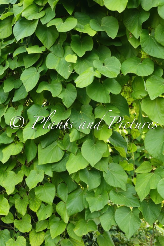 Aristolochia tomentosa