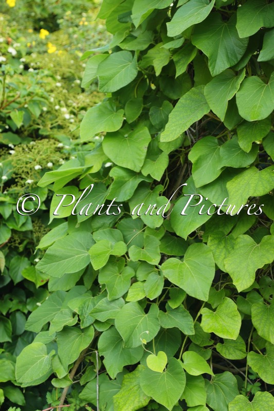 Aristolochia tomentosa