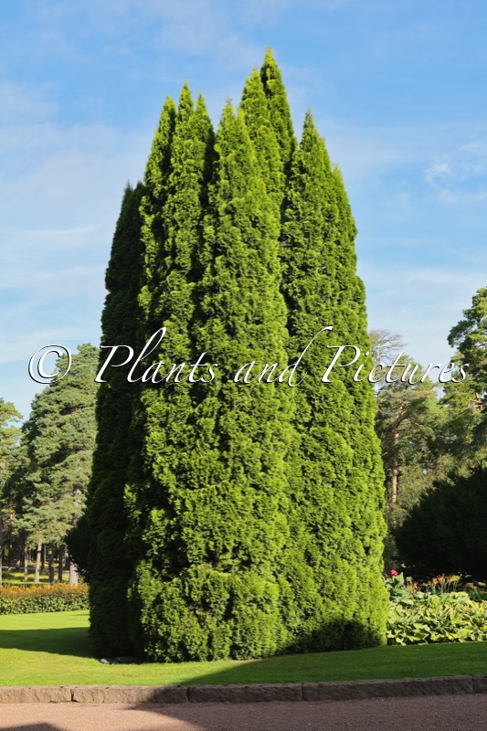 Thuja occidentalis ‘Smaragd’