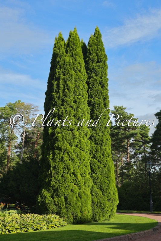 Thuja occidentalis ‘Smaragd’