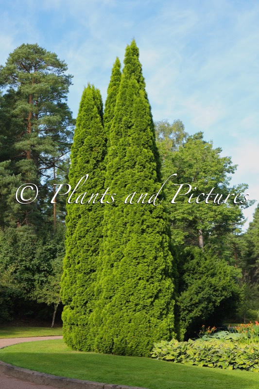 Thuja occidentalis ‘Smaragd’