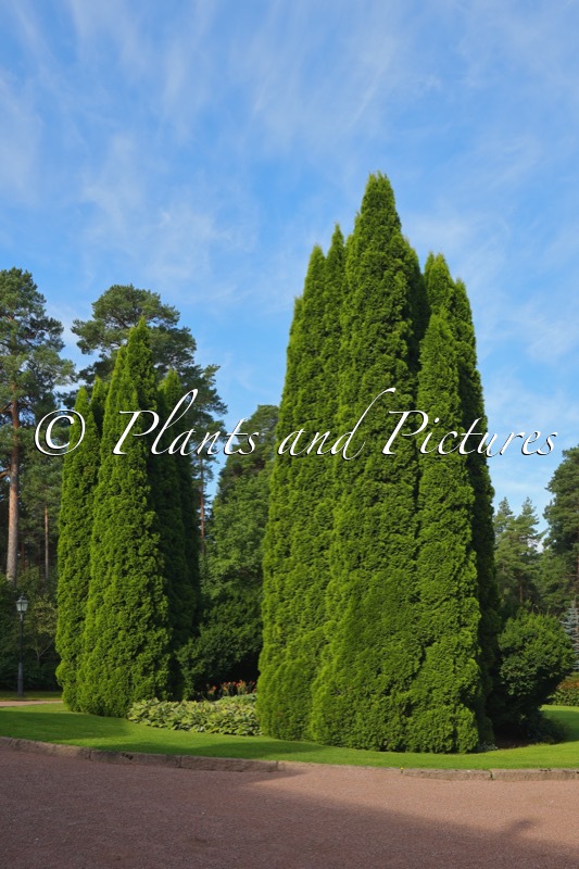 Thuja occidentalis ‘Smaragd’