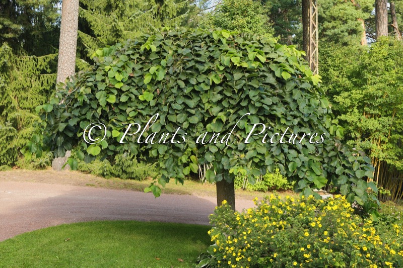 Ulmus ‘Camperdownii’