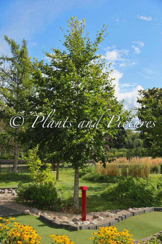 Fagus sylvatica ‘Gottåsa’