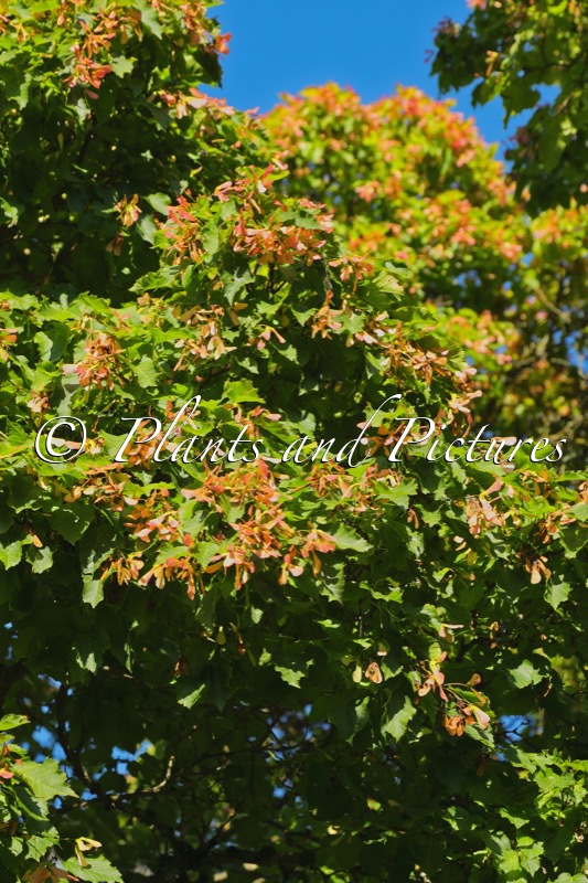 Acer tataricum