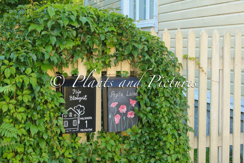 Parthenocissus quinquefolia