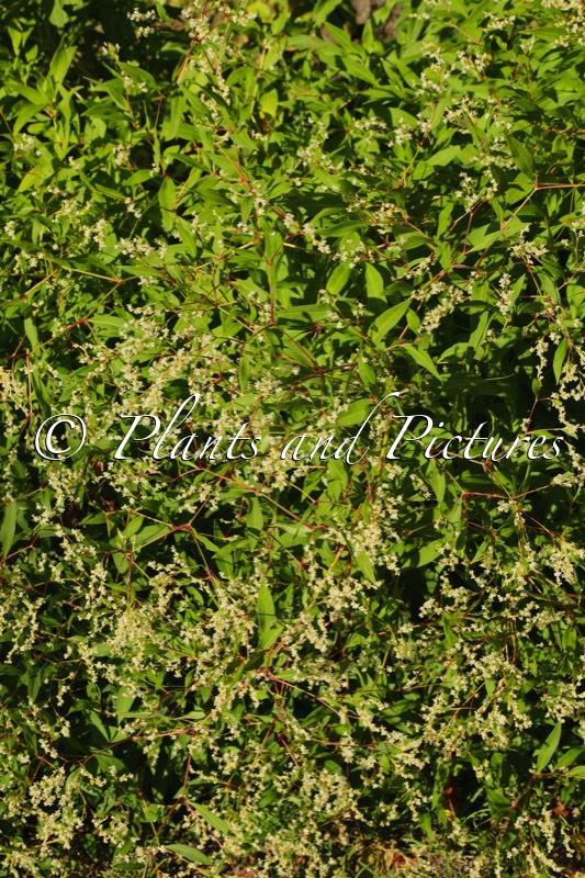Aconogonon sericeum
