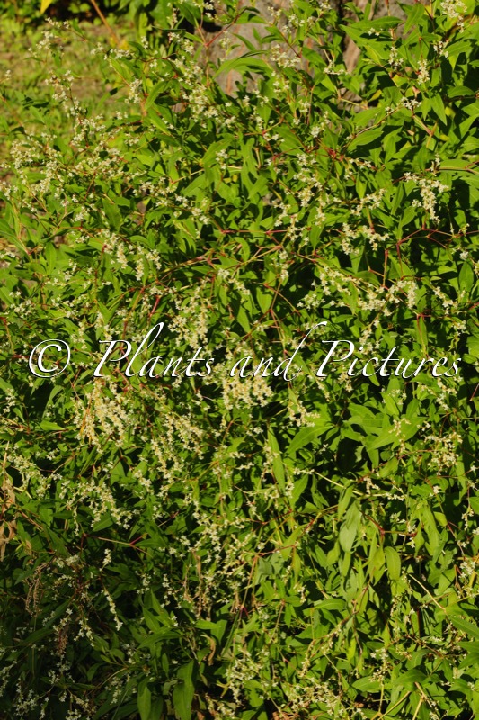 Aconogonon sericeum