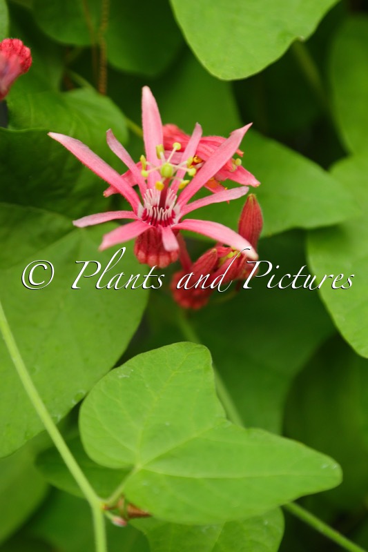 Passiflora sanguinolenta