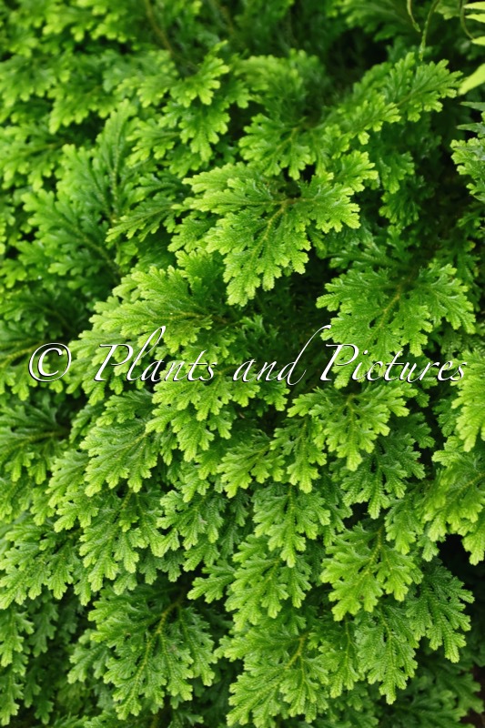 Oceaniopteris ciliata