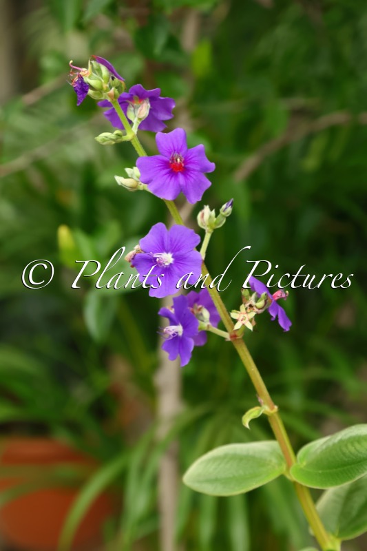 Pleroma heteromallum