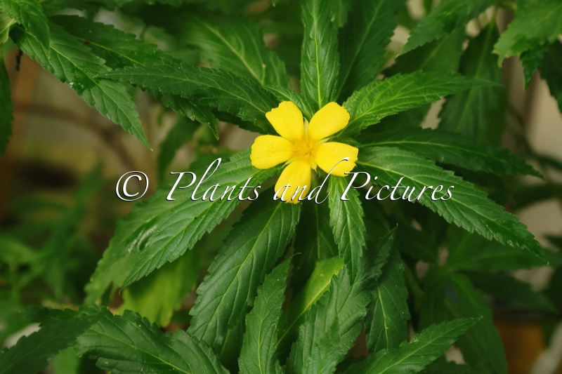 Turnera ulmifolia