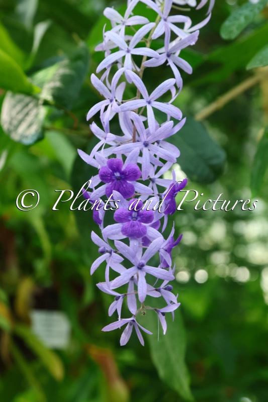 Petrea volubilis