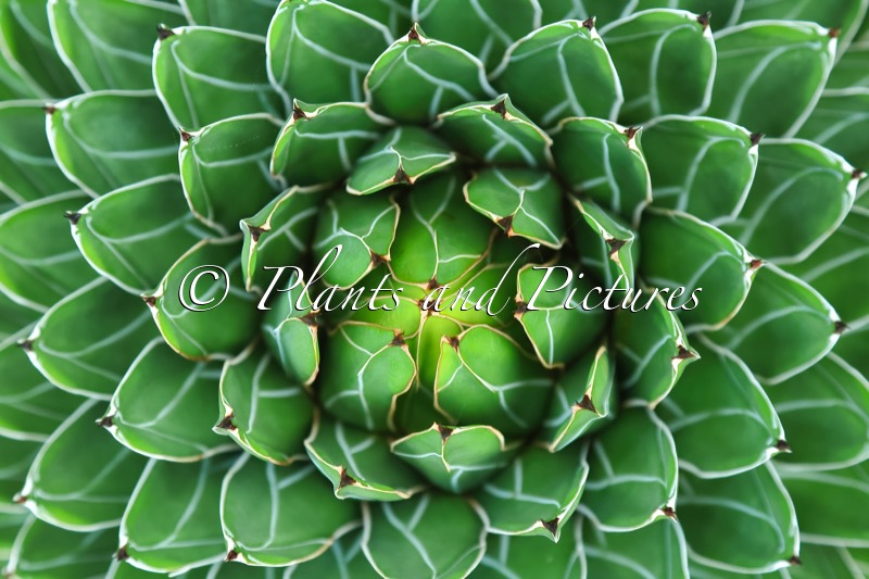Agave victoriae-reginae