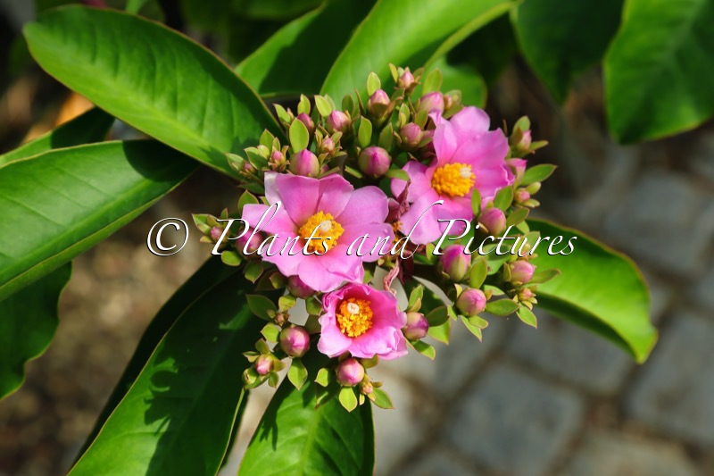Pereskia grandiflora
