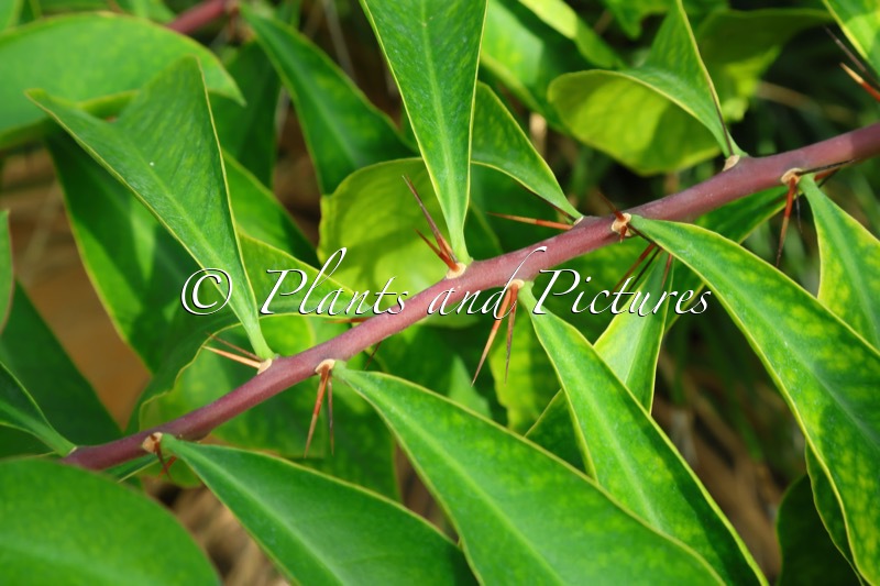 Pereskia grandiflora