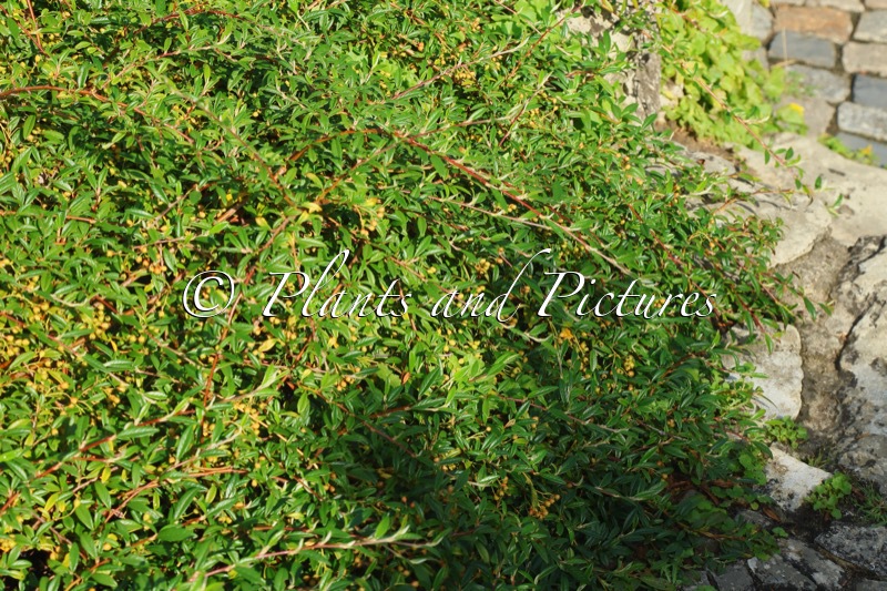 Cotoneaster salicifolius ‘Parkteppich’