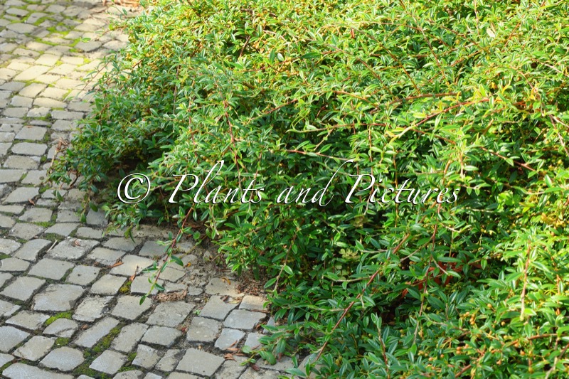 Cotoneaster salicifolius ‘Parkteppich’