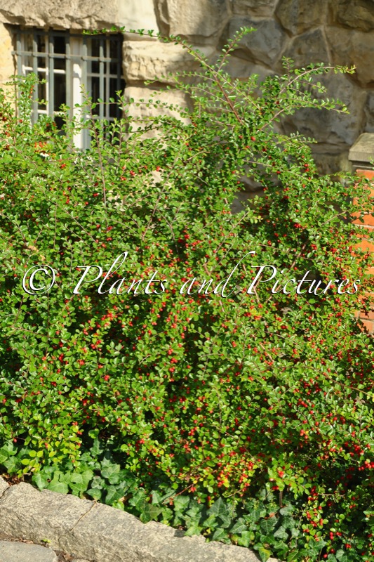 Cotoneaster dielsianus