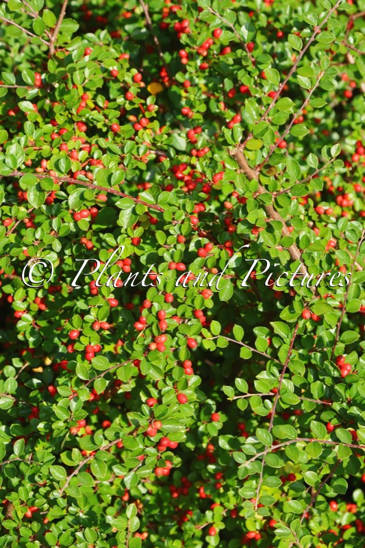 Cotoneaster dielsianus