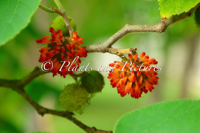 Broussonetia papyrifera