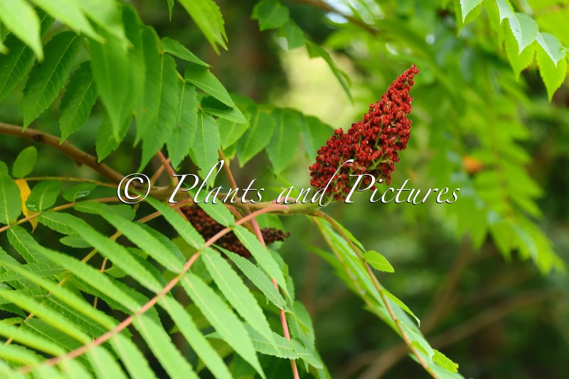 Rhus typhina