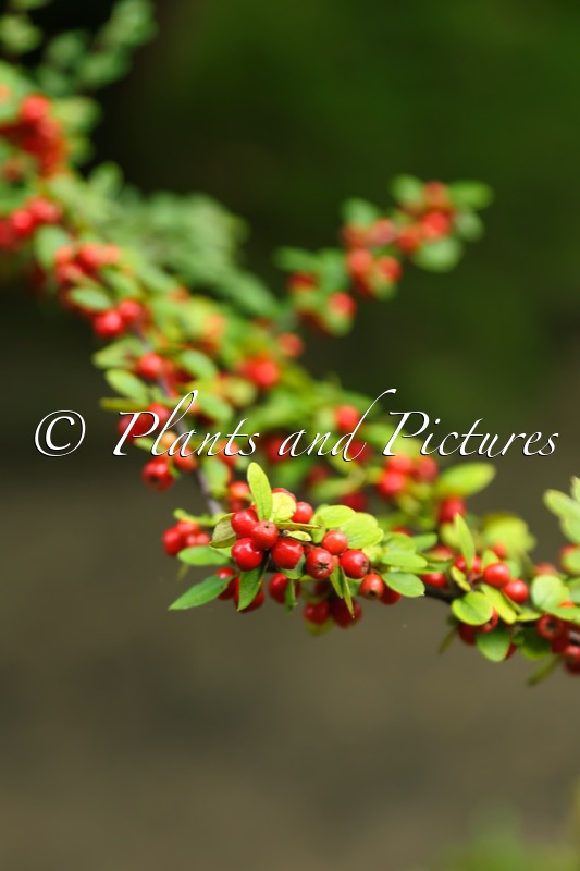 Cotoneaster bradyi