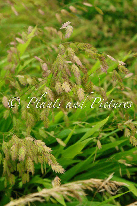 Chasmanthium latifolium