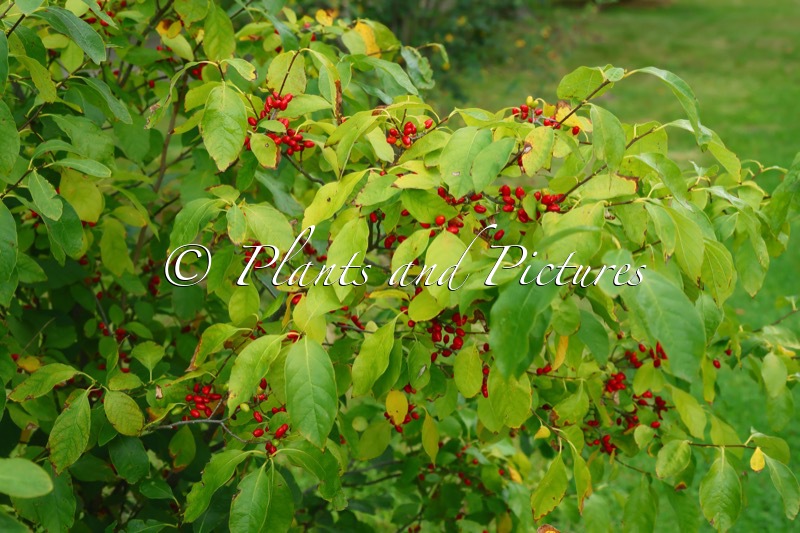 Lindera benzoin
