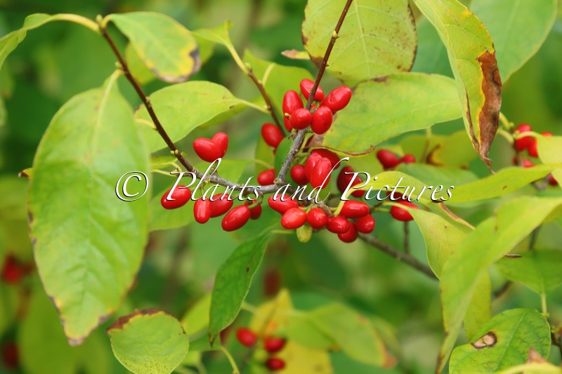 Lindera benzoin