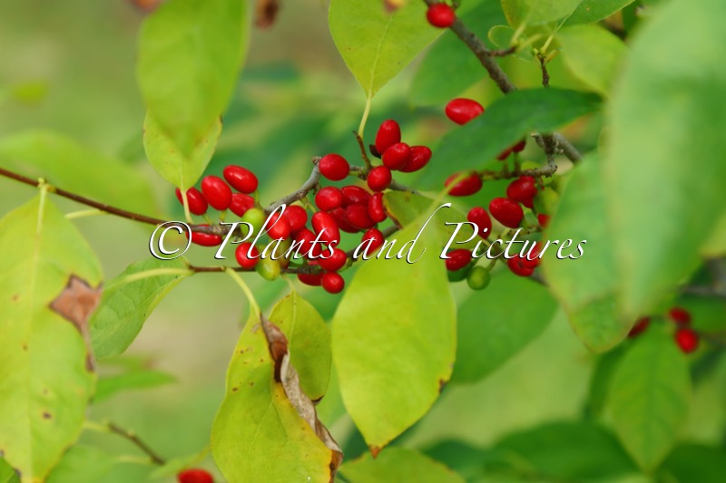 Lindera benzoin