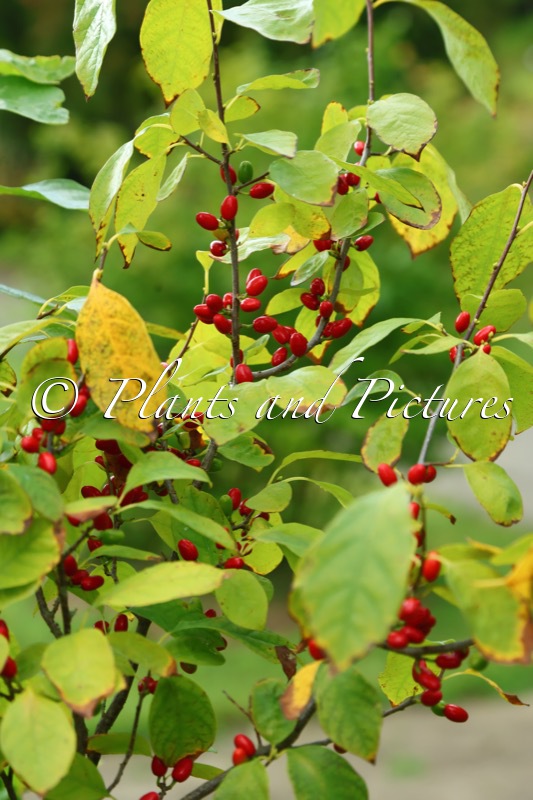 Lindera benzoin