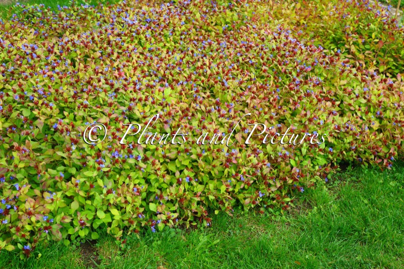 Ceratostigma plumbaginoides