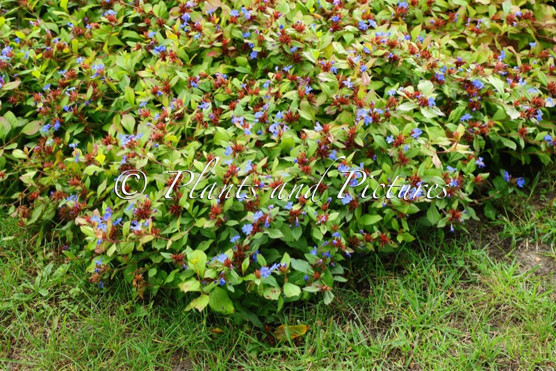 Ceratostigma plumbaginoides