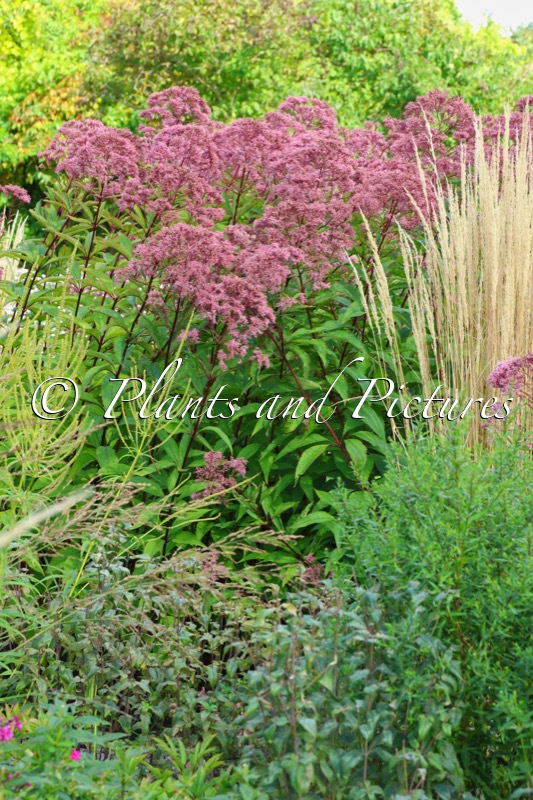 Eupatorium maculatum ‘Atropurpureum’