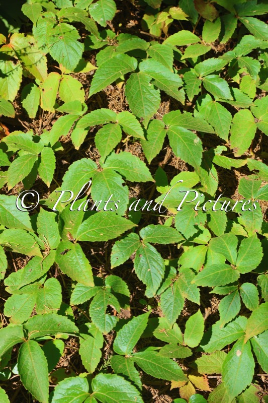 Parthenocissus semicordata