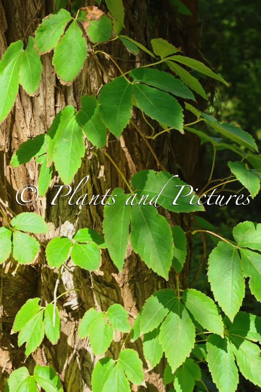 Parthenocissus semicordata