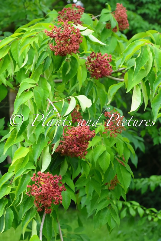 Tetradium glabrifolium