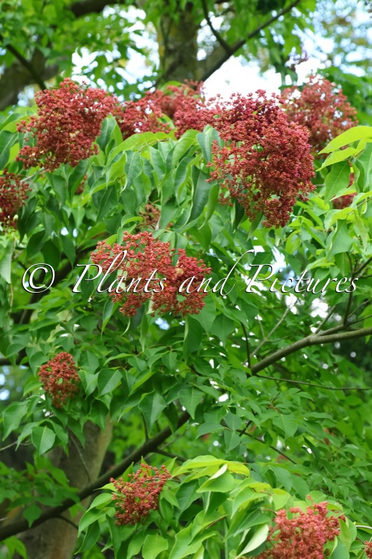 Tetradium glabrifolium