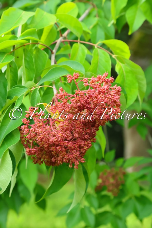 Tetradium glabrifolium