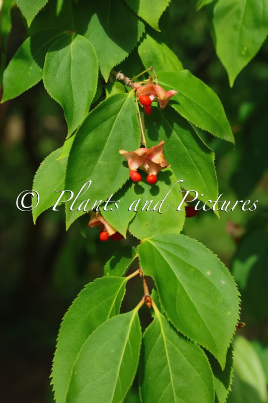 Euonymus fimbriatus