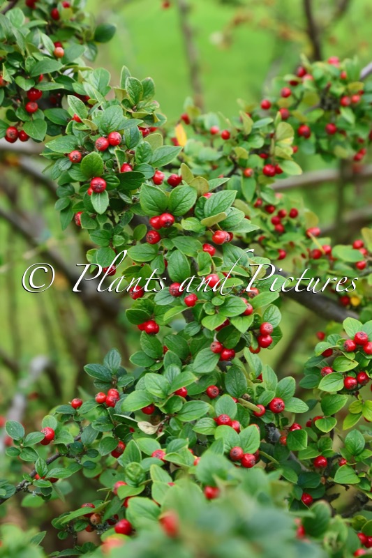 Cotoneaster franchetii