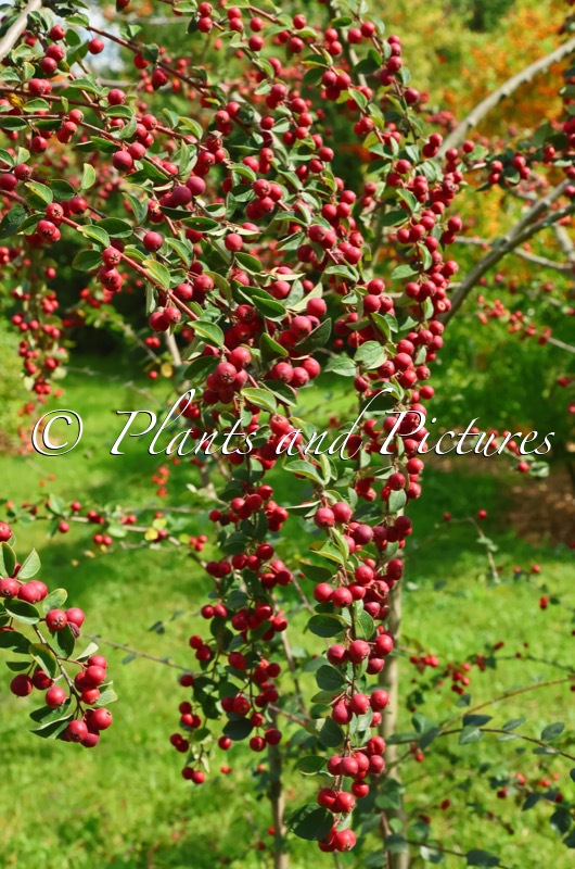 Cotoneaster veitchii