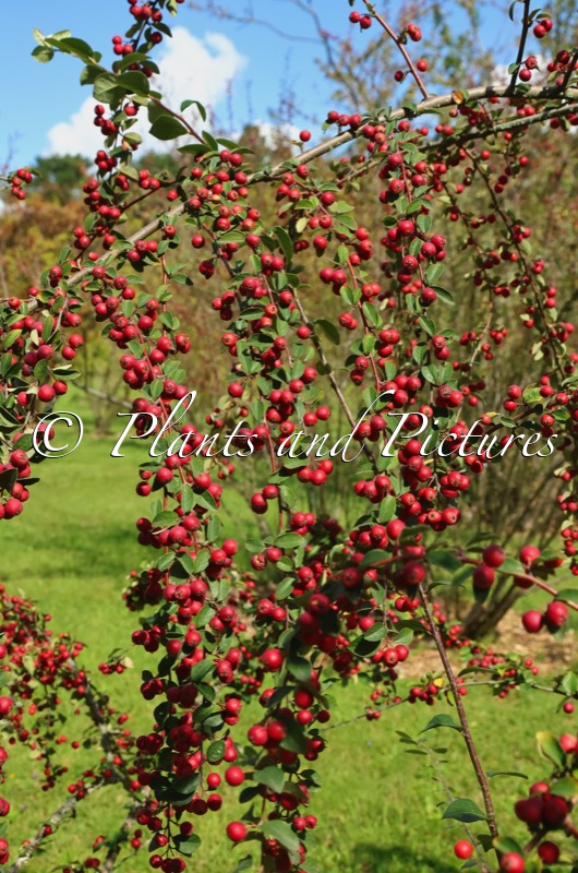 Cotoneaster veitchii