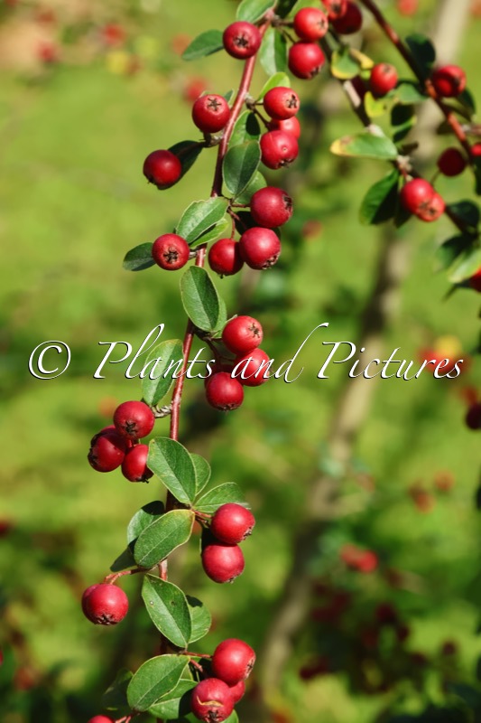 Cotoneaster veitchii