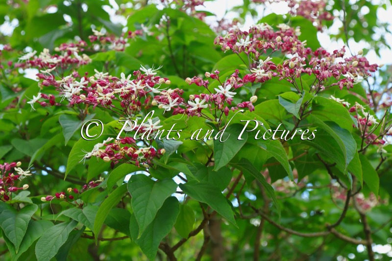 Clerodendrum trichotomum